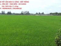 ĐẤT ĐẸP - GIÁ TỐT CẦN BÁN 51 CÔNG - ĐẤT TRỒNG LÚA 2 VỤ...TÂN LẬP - TỊNH BIÊN - AN GIANG