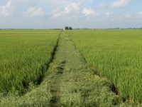 ĐẤT ĐẸP - GIÁ TỐT CẦN BÁN 51 CÔNG - ĐẤT TRỒNG LÚA 2 VỤ...TÂN LẬP - TỊNH BIÊN - AN GIANG
