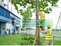 Dịch vụ Cắt cỏ, Cắt tỉa và Chăm sóc cây xanh nhà xưởng KCN Bình Dương