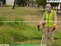 DỊCH VỤ CẮT CỎ – CƯA CÂY BÌNH DƯƠNG | NHANH CHÓNG – AN TOÀN – CHUYÊN NGHIỆP