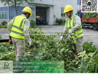 Dịch vụ cưa cây – cắt cỏ Đồng Nai | Cưa hạ cây, cắt cỏ, vệ sinh cảnh quan chuyên nghiệp