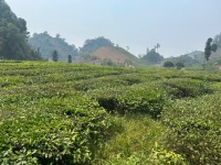BÁN 5.000M² ĐẤT – 400M² THỔ CƯ PHƯỜNG VÂN SƠN, MỘC CHÂU