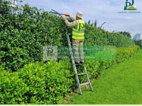 CHĂM SÓC CÂY XANH – THẢM CỎ CÔNG TY, NHÀ XƯỞNG TẠI ĐỒNG NAI