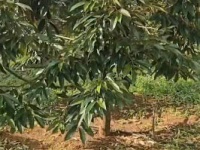 CHÍNH CHỦ BÁN 1,8 HA ĐẤT VƯỜN – CÓ SẴN NHÀ, 2 HỒ TƯỚI, SẦU RIÊNG VÀ CÀ PHÊ
