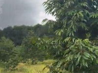 10ha sầu riêng thái năm 4 - Đắk Đoa, Gia Lai - 2.000 cây, đất đỏ bằng phẳng - giá 40 tỷ