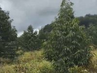 10ha sầu riêng thái năm 4 - Đắk Đoa, Gia Lai - 2.000 cây, đất đỏ bằng phẳng - giá 40 tỷ