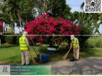 Báo Giá Cắt Cỏ Chăm Sóc Cây Xanh Bình Dương – TP.HCM