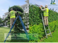 DỊCH VỤ CẮT CỎ – CHĂM SÓC CÂY XANH LỘC AN BÌNH SƠN ĐỒNG NAI
