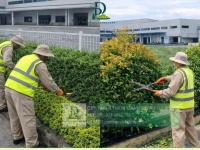DỊCH VỤ CẮT CỎ – CHĂM SÓC CÂY XANH LỘC AN BÌNH SƠN ĐỒNG NAI