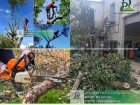 Dịch vụ cắt cỏ, cưa cây Biên Hòa Đồng Nai
