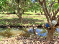 ĐẤT ĐẸP – GIÁ TỐT - CẦN BÁN NHANH LÔ ĐẤT TẠI Đường Hương Lộ 62, Xã Diên Thọ,  Diên Khánh, Khánh Hòa