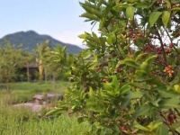 ĐẤT ĐẸP – GIÁ TỐT - CẦN BÁN NHANH LÔ ĐẤT TẠI Đường Hương Lộ 62, Xã Diên Thọ,  Diên Khánh, Khánh Hòa