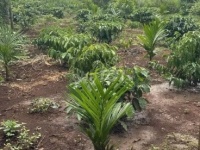 ĐẤT ĐẸP – GIÁ TỐT – CẦN BÁN ĐẤT NÔNG NGHIỆP Đường 31B QL14, Phường Tân An,TP.Buôn Ma Thuột, Đắk Lắk