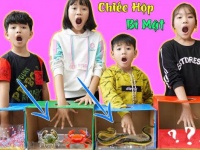 Cho thuê chiếc hộp bí mật chiếc hộp và nhiều con thú  dụng cụ tổ chức gala đạo cụ chơi gala 