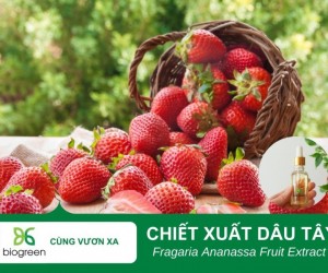 Tác Dụng Làm Đẹp Của Chiết Xuất Dâu Tây