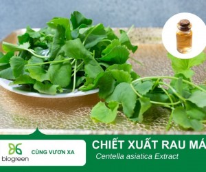 Tác Dụng Làm Đẹp của Chiết Xuất Rau Má