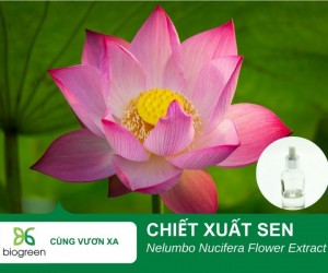 Tác dụng làm đẹp của chiết xuất hoa sen