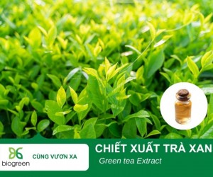 Tác dụng làm đẹp của chiết xuất Trà xanh