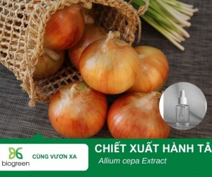 Tác dụng làm đẹp của chiết xuất Hành tây