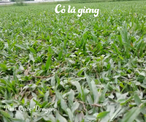 Cung cấp cỏ lá gừng Thái Lan giá rẻ tại Đồng Nai, Long An, Vũng Tàu