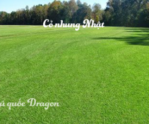 Bán cỏ nhung Nhật, cỏ sân golf, sân banh giá rẻ tại Đồng Nai, Long An