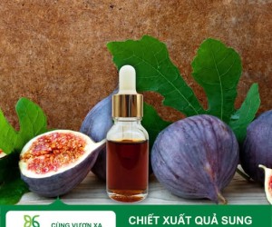 Chiết xuất quả sung Biogreen cho sản xuất mỹ phẩm