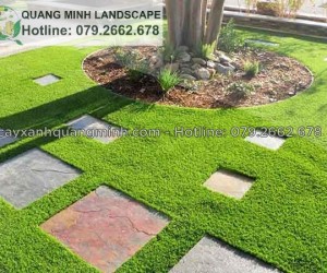 Cung cấp cỏ Nhung nhật giá rẻ, cỏ sân vườn tại Đồng Nai, Long An