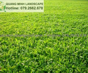 Cung cấp cỏ lá gừng, cỏ sân bóng kv Đồng Nai, Long An giá rẻ