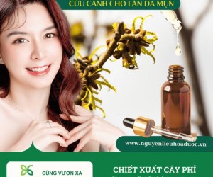 Chiết xuất cây phỉ - Cứu cánh cho làn da mụn