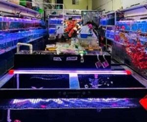 Quận 7 ! Sang Tiệm – Cửa Hàng Cá Cảnh , MT 51 nguyễn thị thập, p tân phú, Tel : 0793984540 –