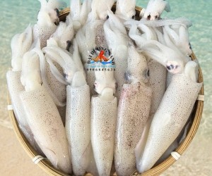 Mực ống trứng