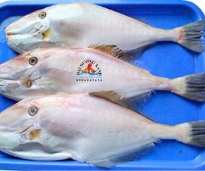 Cá bò da