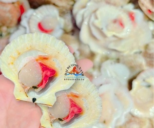 Sò điệp một mảnh