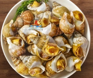 ốc bulot Pháp 