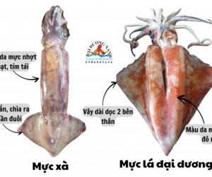 Cách phân biệt mực lá đại dương và mực xà