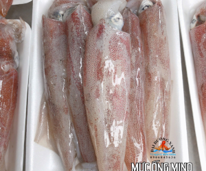 Mực ống mino tươi ngon
