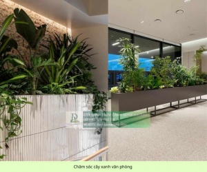 Chăm Sóc và Bảo Dưỡng Cây Xanh Văn Phòng Định Kỳ DPL