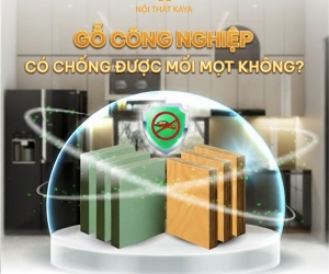 Giường Tầng Gỗ Công Nghiệp Liệu Có “Chống” Được Mối Mọt?