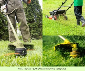 Dịch Vụ Chăm Sóc Cây Xanh Nội Thất & Ngoại Thất Tại TP.HCM