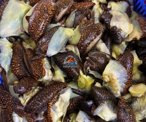 Cách Sơ Chế Ốc Giác Đúng Chuẩn Để Không Bị Dai