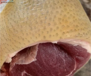 Giá Trị Dinh Dưỡng Tuyệt Vời Trong Thịt Heo Rừng