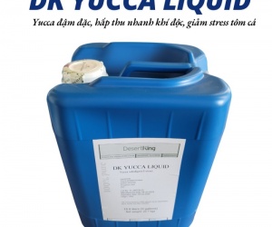 DK YUCCA LIQUID – CHIẾT XUẤT YUCCA DẠNG LỎNG DÙNG TRONG NUÔI TRỒNG THỦY SẢN