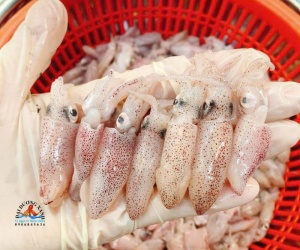 Cách Chọn Mực Sữa Tươi Ngon Cho Người Không Rành Hải Sản