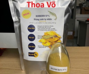 Vàng Đắng Berberin 97% – Trị Phân Lỏng, Kháng Khuẩn Đường Ruột Tôm Cá