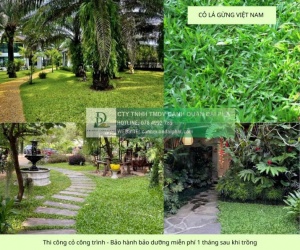 Thi công cây xanh – thảm cỏ công trình tại Đồng Nai, Bình Dương, TPHCM, Vũng Tàu,...