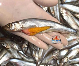 Cá Trứng Nauy Có Phù Hợp Cho Trẻ Em Và Người Lớn Tuổi?