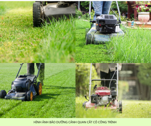 Báo giá cắt cỏ, cắt tỉa, chăm sóc cây xanh Đồng Nai mới nhất 2026