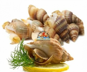 Ốc Bulot Làm Món Gì Ngon? Gợi Ý Các Cách Chế Biến Phổ Biến