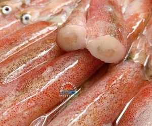 Cung Cấp Mực Trứng Tươi Và Đông Lạnh – Nên Chọn Loại Nào?