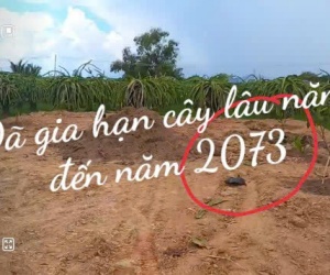 CHÍNH CHỦ BÁN ĐẤT VƯỜN – CÓ SẴN THANH LONG ĐANG THU HOẠCH